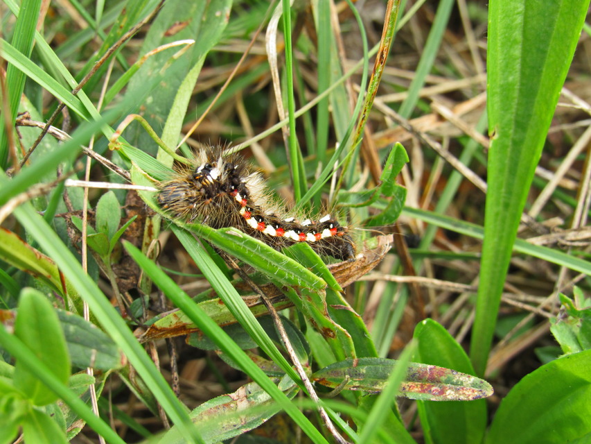 Acronicta rumicis - sóska-szigonyosbagoly Acronicta rumicis - sóska-szigonyosbagoly