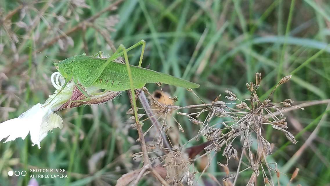 Phaneroptera nana - pontozott repülőszöcske
