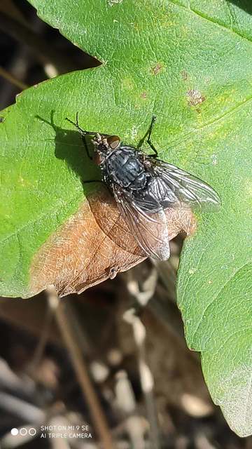 Calliphora