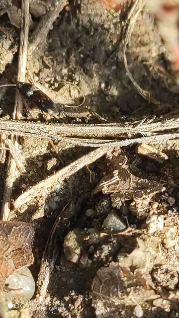 Drasterius bimaculatus - változékony pattanó