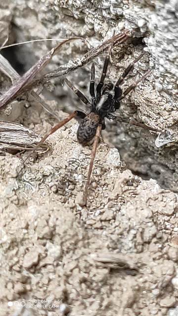 Agroeca cuprea
