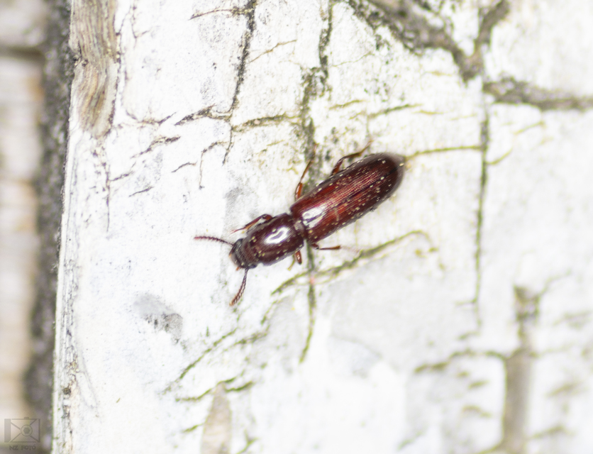 Corticeus unicolor - egyszínű kéregbújó