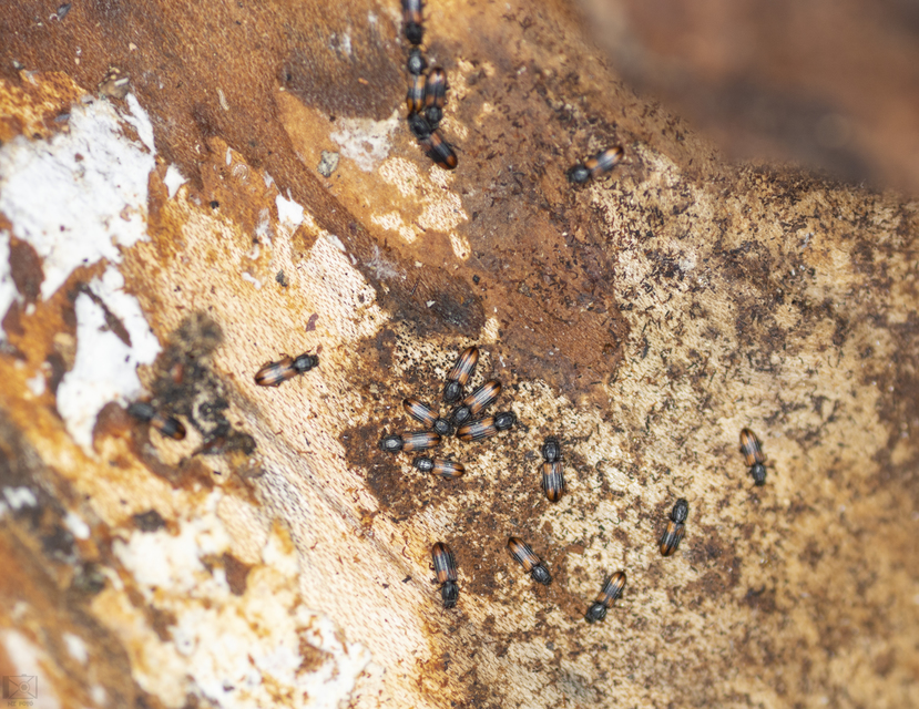 Bitoma crenata - szalagos héjbogár