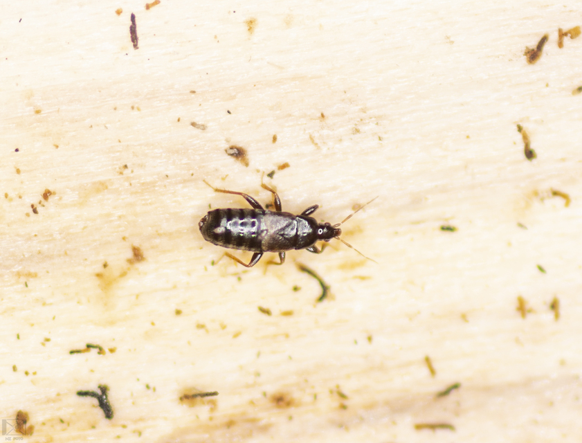 Xylocoris Xylocoris