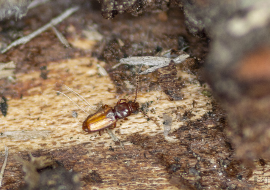 Placonotus testaceus - tölgy-szegélyeslapbogár