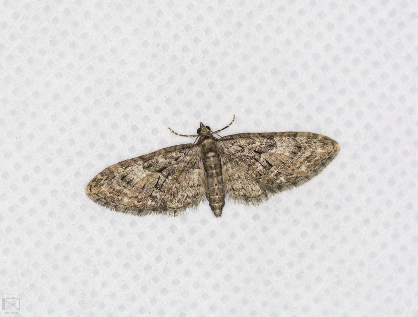 Eupithecia abbreviata - korai törpearaszoló