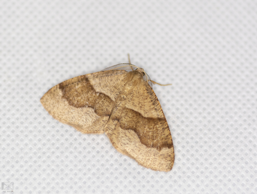 Plagodis pulveraria - szemcsés araszoló