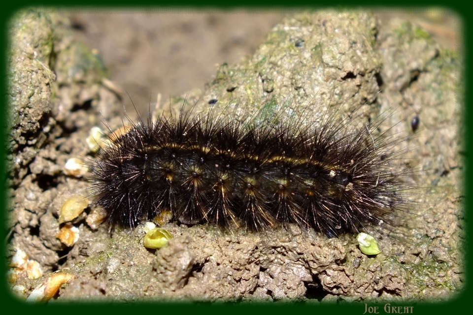Spilosoma