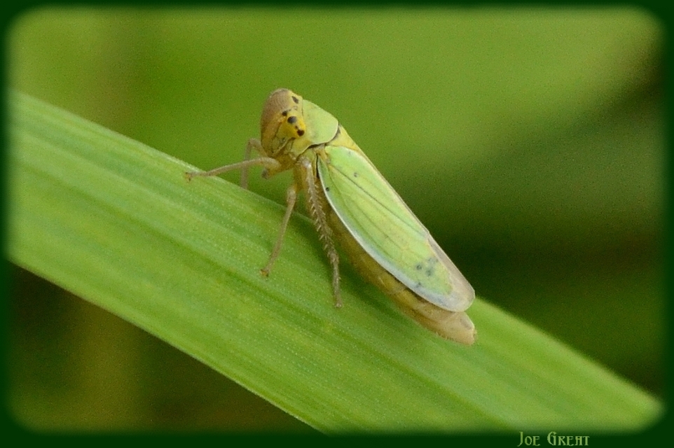 Cicadella viridis - méregzöld kabóca