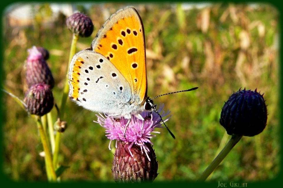 Lycaena dispar rutilus - nagy tűzlepke