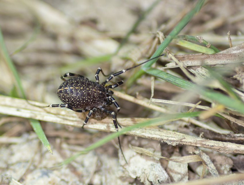 Egaenus convexus