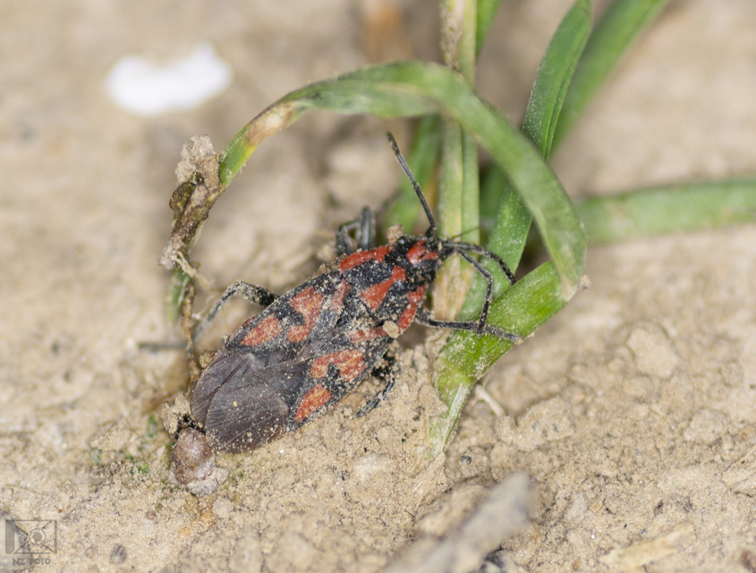 Spilostethus saxatilis - virágbodobács