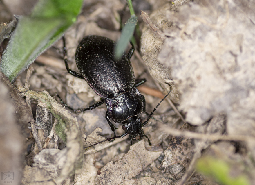Carabus nemoralis - ligeti futrinka