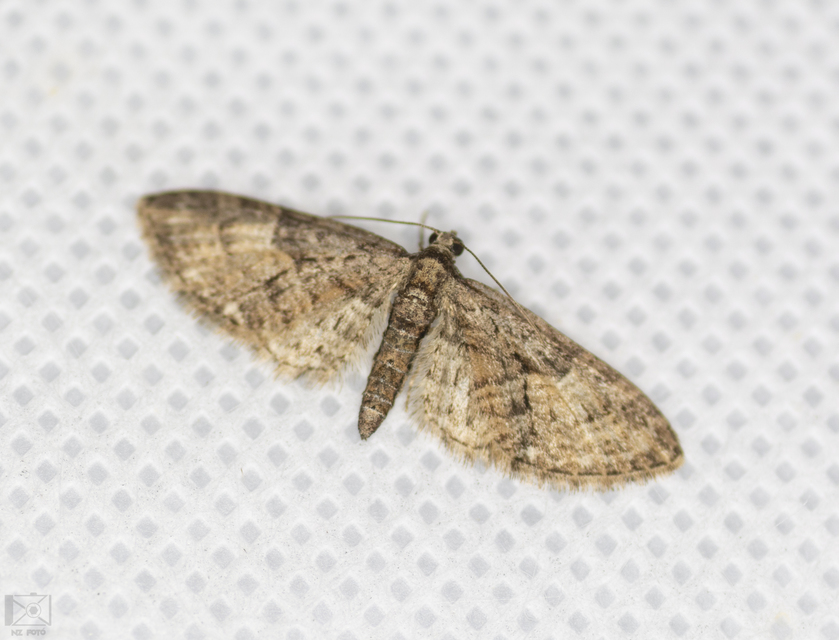 Eupithecia abbreviata - korai törpearaszoló