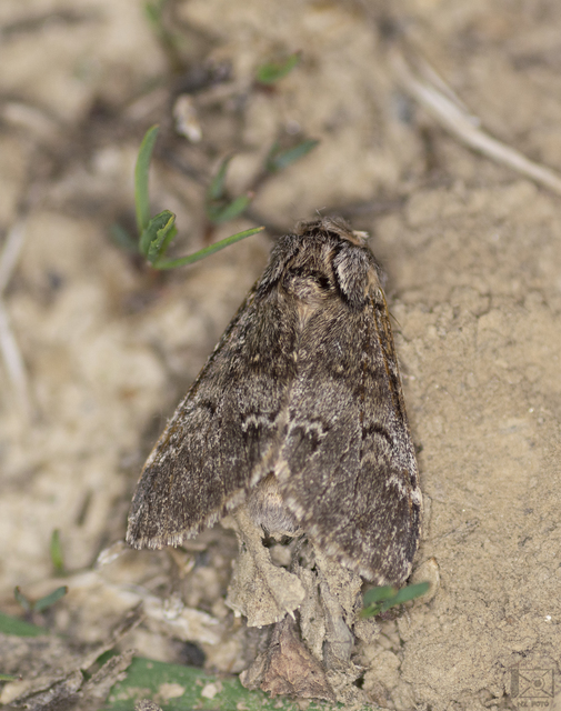 Drymonia ruficornis - cserfa-púposszövő