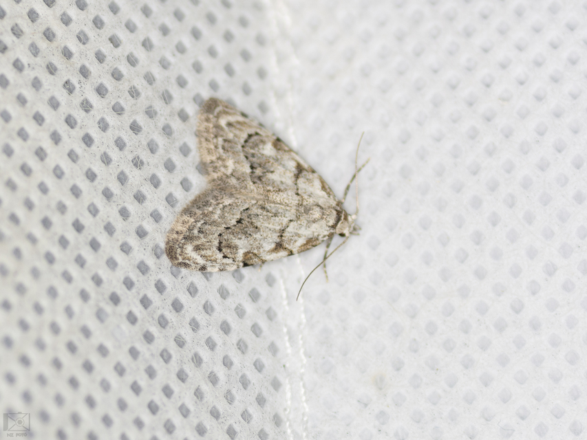 Nola confusalis - apró pamacsosszövő