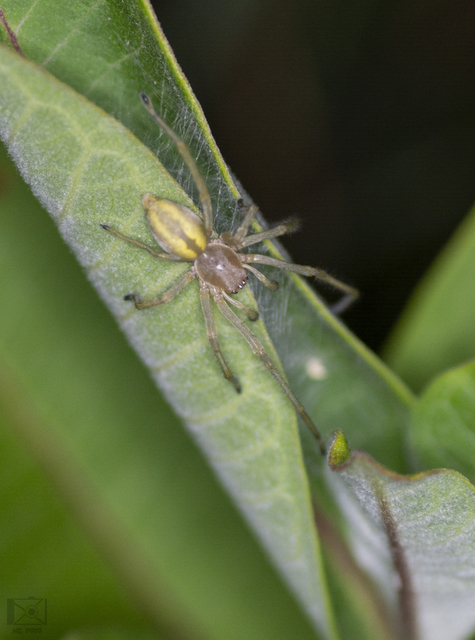 Cheiracanthiidae