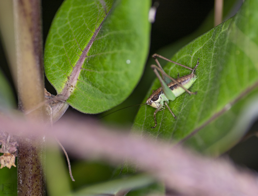 Pachytrachis gracilis - karcsú szöcske