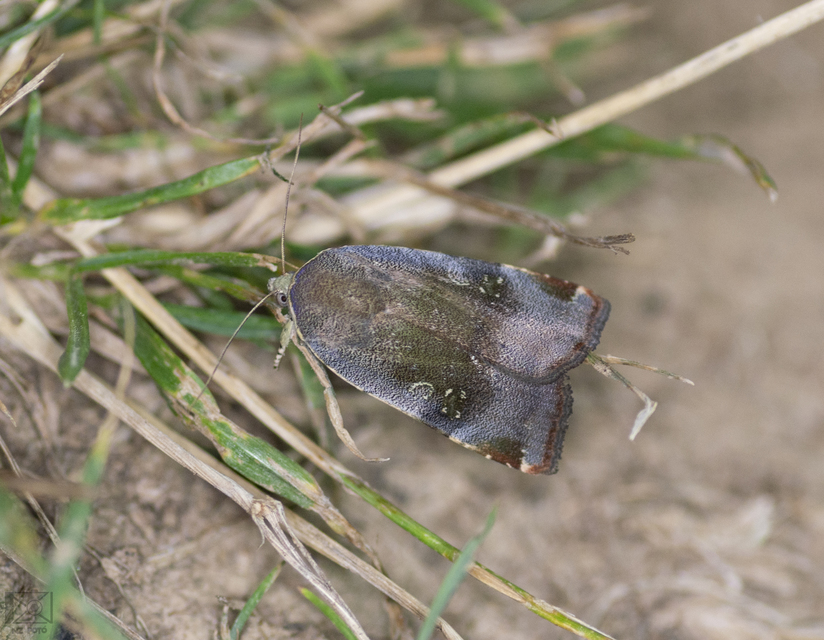 Noctua janthe/janthina