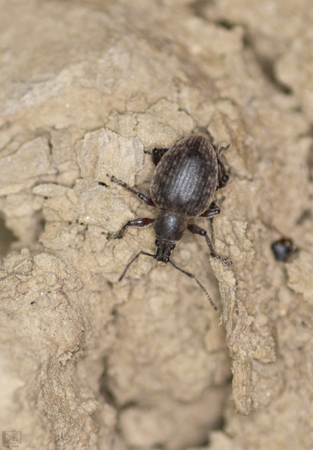 Otiorhynchus armadillo - katonás gyalogormányos