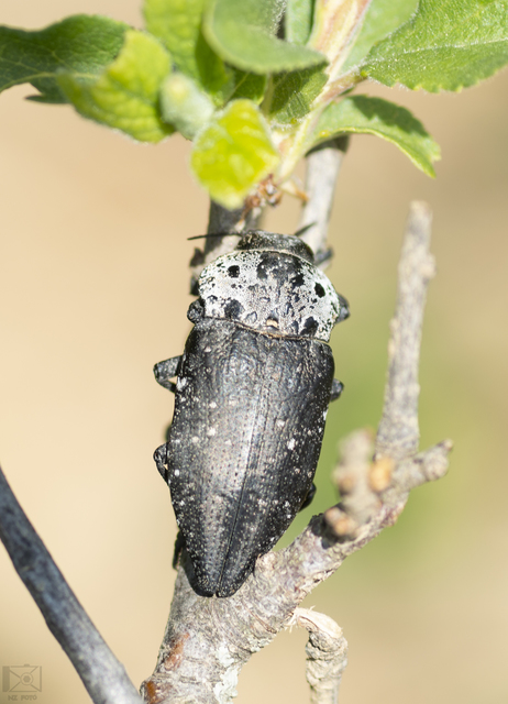 Capnodis tenebrionis - kökény-tükrösdíszbogár