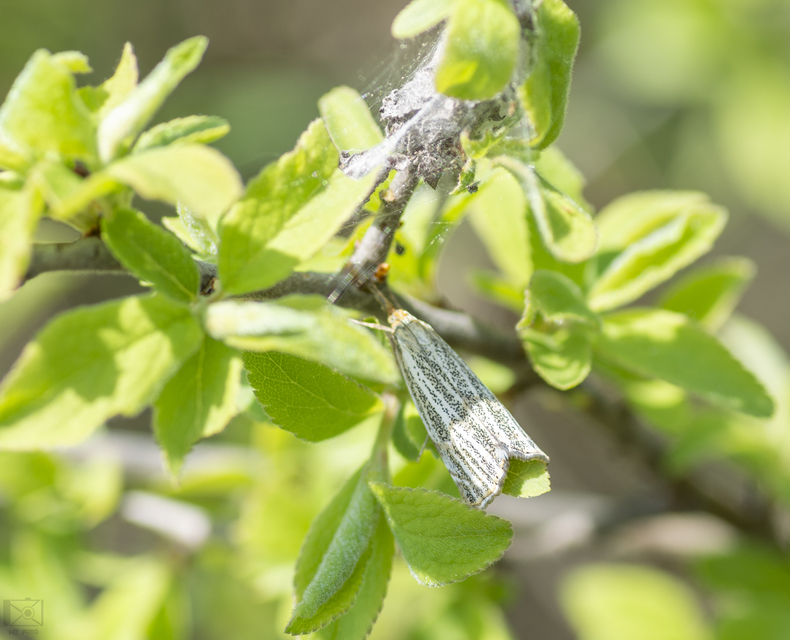 Thisanotia chrysonuchella - tavaszi fűgyökérmoly