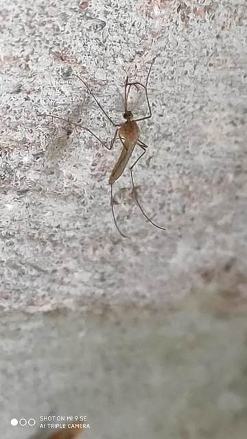 Culicidae - csípőszúnyogok