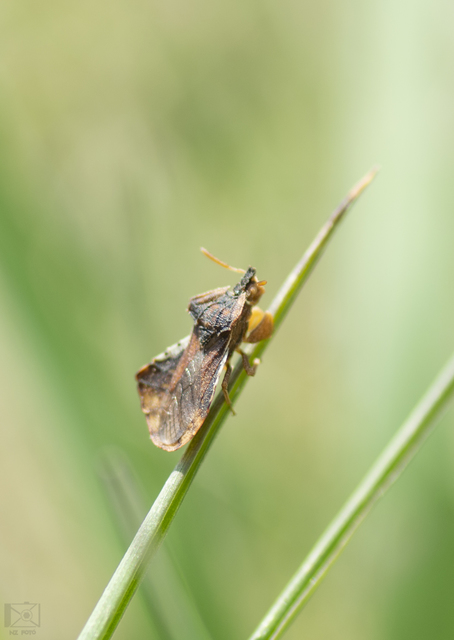 Phymata crassipes - fogólábú poloska