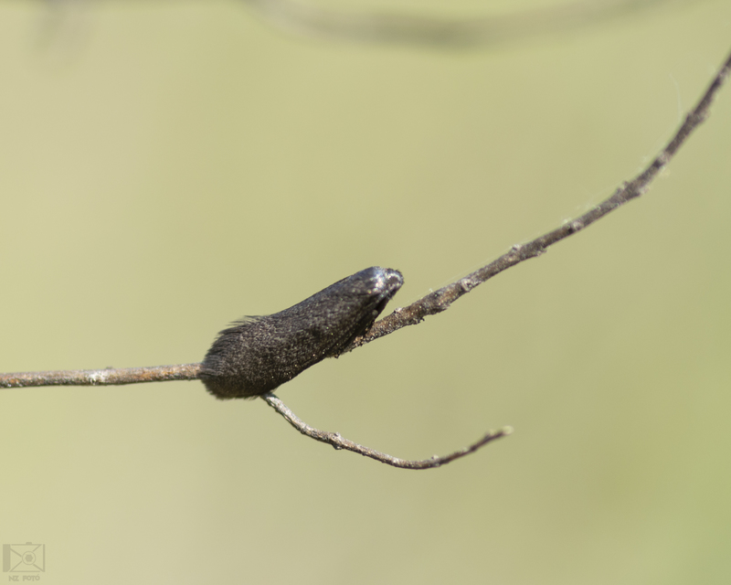 Lypusa