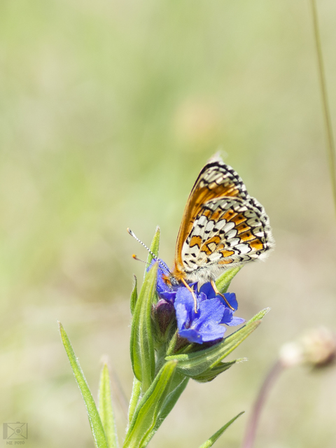 Melitaea cinxia - réti tarkalepke