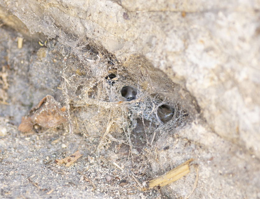 Amaurobius ferox - nagy eretnekpók