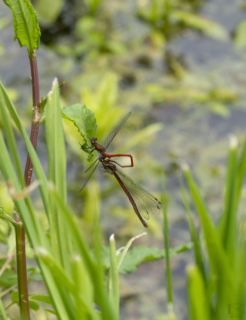 Pyrrhosoma nymphula interposita - vörös légivadász