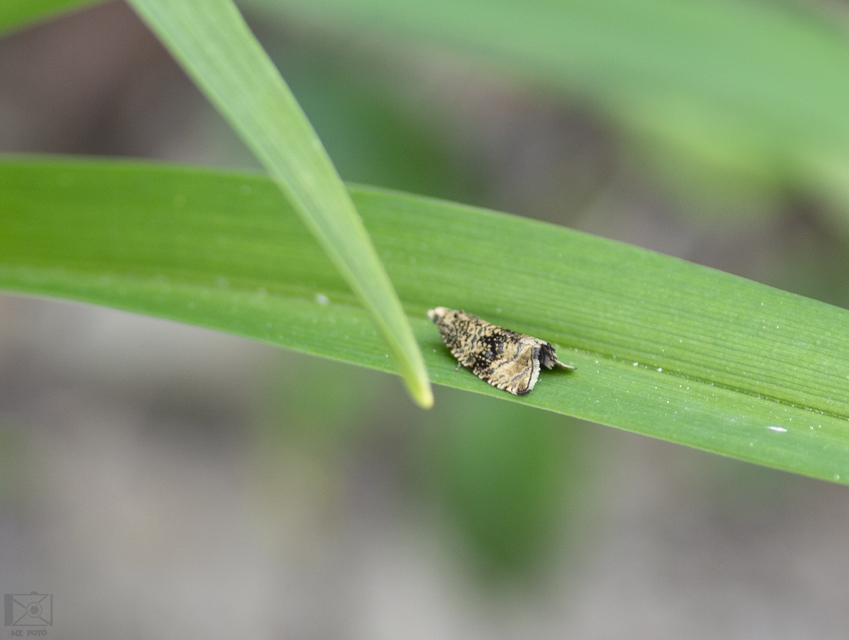 Celypha lacunana - vízparti tükrösmoly