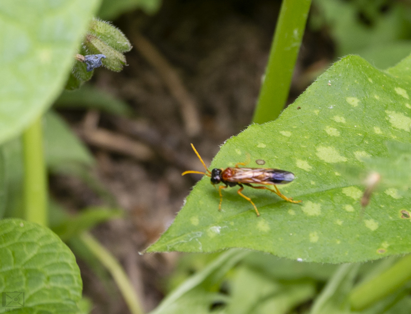 Tenthredo campestris