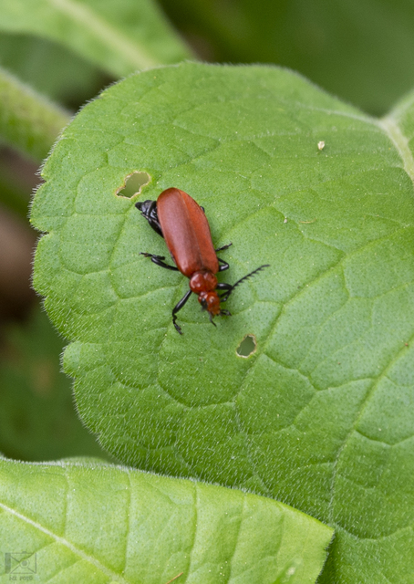 Pyrochroa serraticornis - közép-bíborbogár