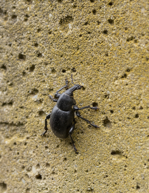 Liparus dirus - sujtár-szerecsenományos Liparus dirus - sujtár-szerecsenományos