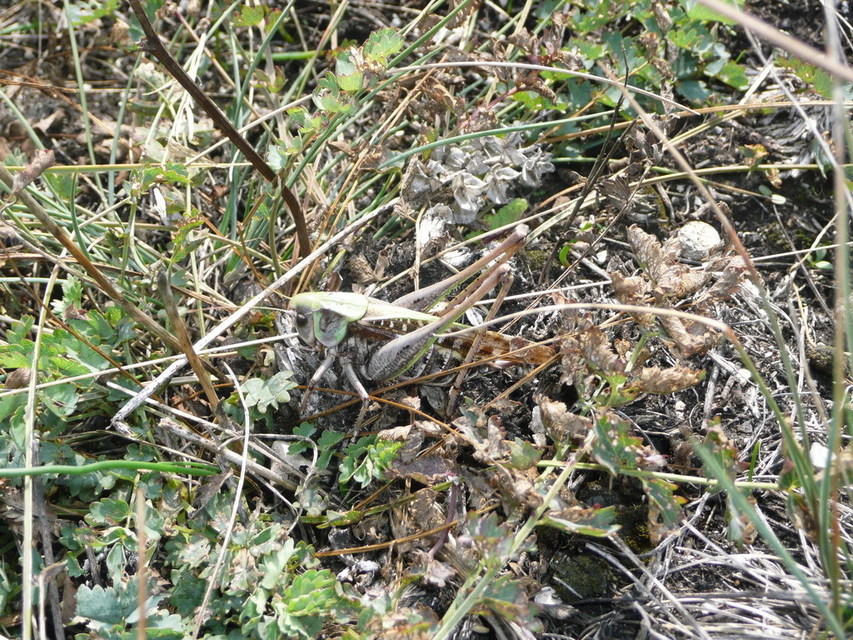 Decticus verrucivorus - szemölcsevő szöcske