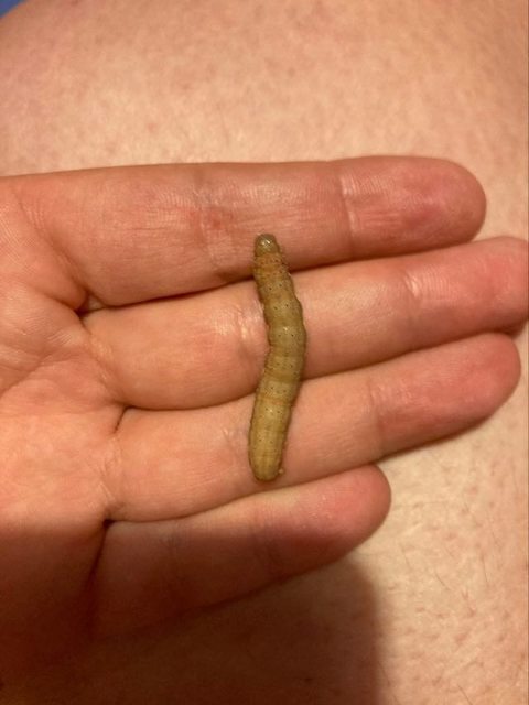 Lacanobia oleracea - saláta-kertibagoly