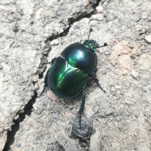 Trypocopris vernalis - tavaszi álganéjtúró