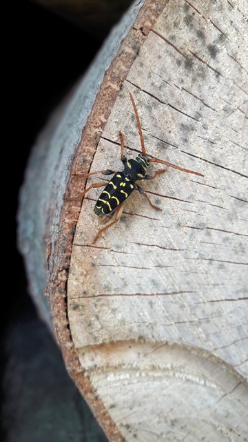Plagionotus arcuatus - bársonyos darázscincér