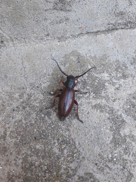 Dorcadion fulvum - barna gyalogcincér Dorcadion fulvum - barna gyalogcincér