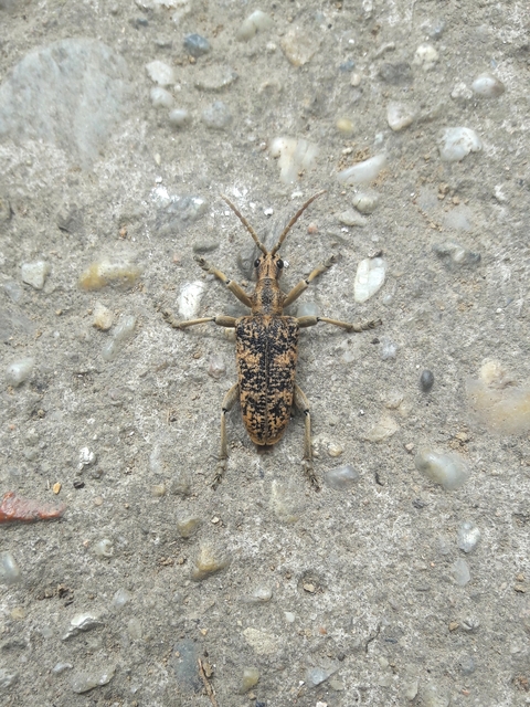 Rhagium sycophanta - tölgyes-tövisescincér