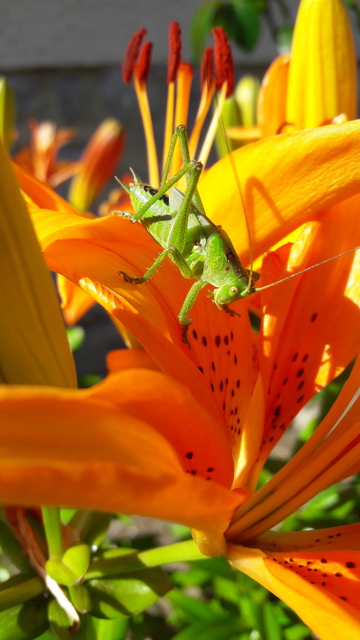 Tettigonia viridissima - zöld lombszöcske Tettigonia viridissima - zöld lombszöcske