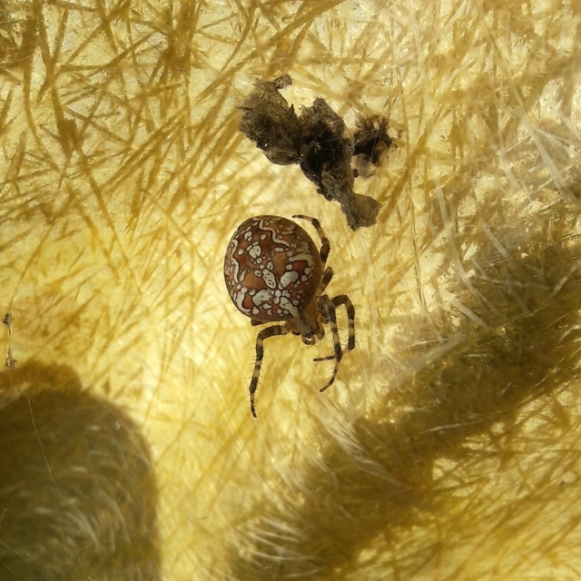 Araneus diadematus - koronás keresztespók Araneus diadematus - koronás keresztespók