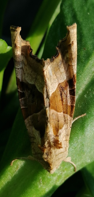 Phlogophora meticulosa - vándorló csipkésbagoly