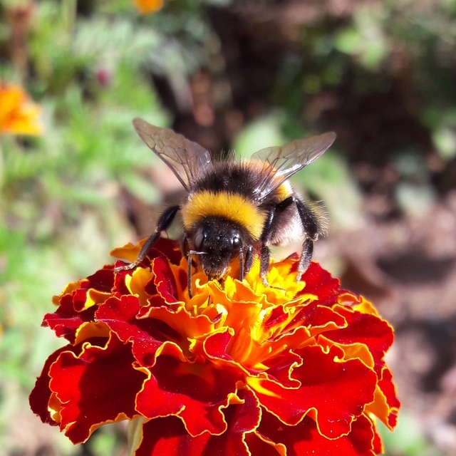 Bombus terrestris/lucorum