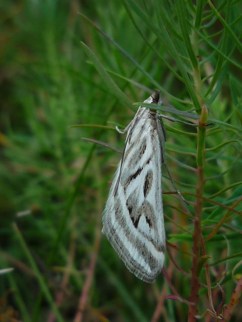 Loxostege aeruginalis - cifra tűzmoly