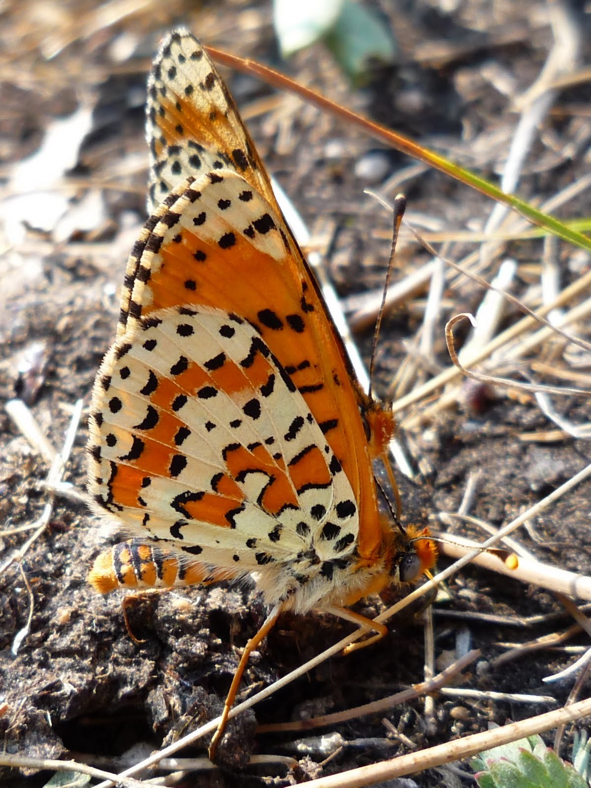 Melitaea didyma - tüzes tarkalepke
