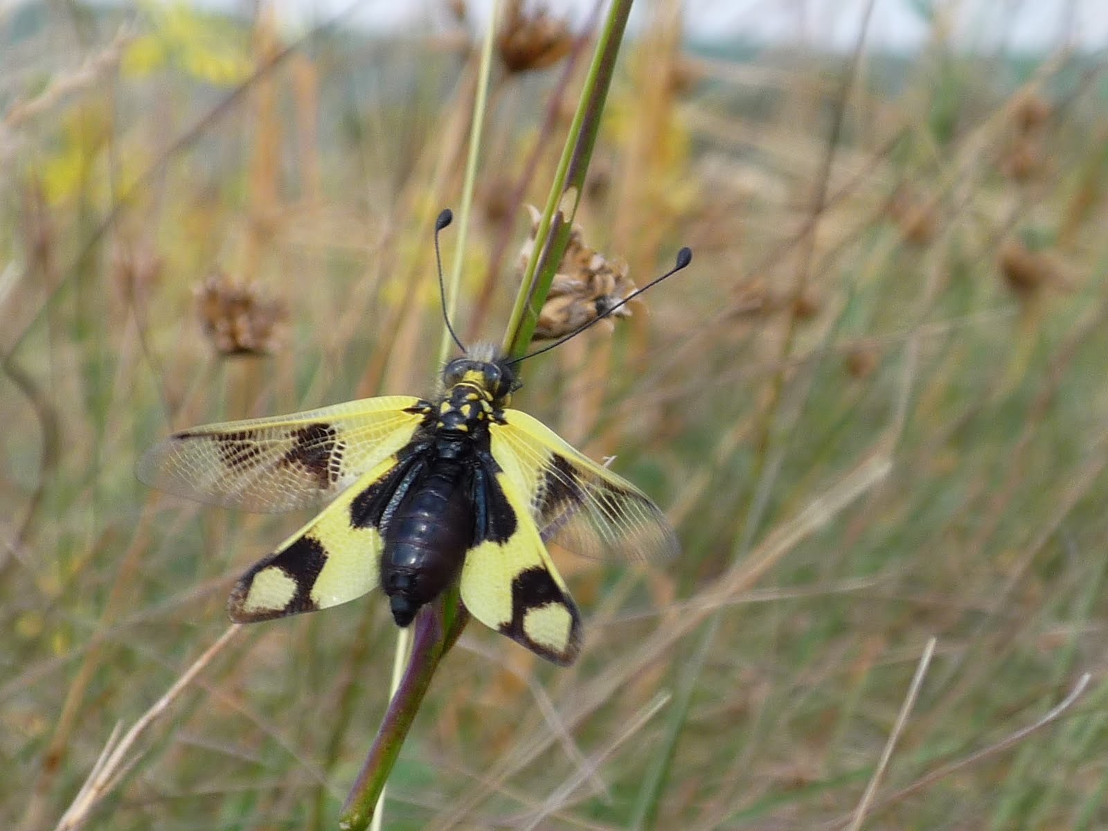 Libelloides macaronius - keleti rablópille