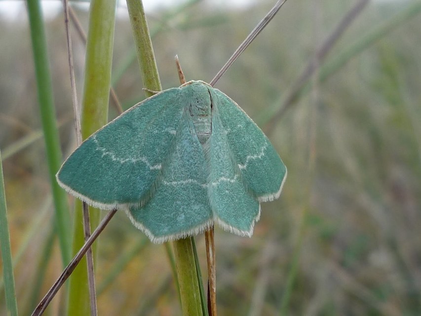 Chlorissa cloraria - sárgászöld araszoló